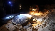 From Sand to Sea and Back - Solomon Islands Sea Turtles
