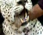 Treatment of Iranian Precious Cheetahs, Death to Khamenei The Abuser