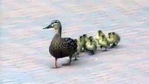 Ducks Blowing In The Wind [Original Voiceover]