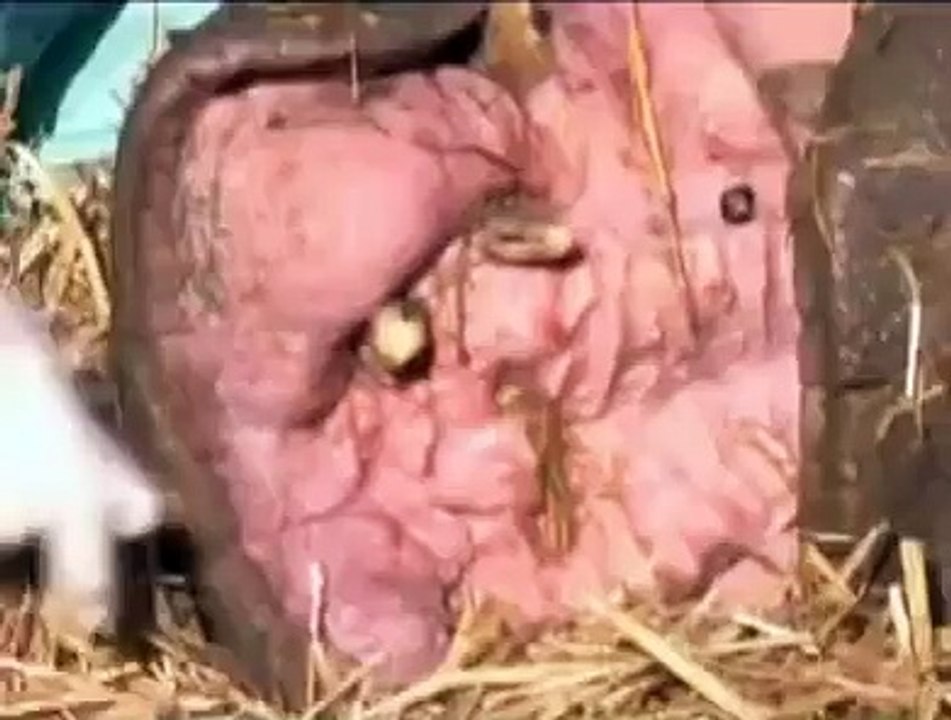 Castration of Hippo in Israeli Zoo Ends in Tragedy