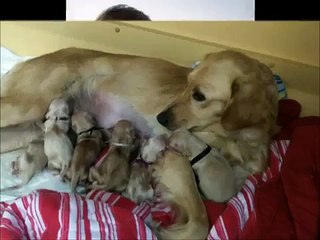 mise bas chihuahua