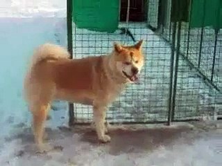 Odgaivacnica Akita Inu. Vlasnik Badja Magda