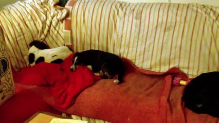 Jack Russell Welpen -  die Z's, geb. 29.9.2010