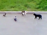 One Cat VS 2 Crows and One Cat ! Epic Fight !