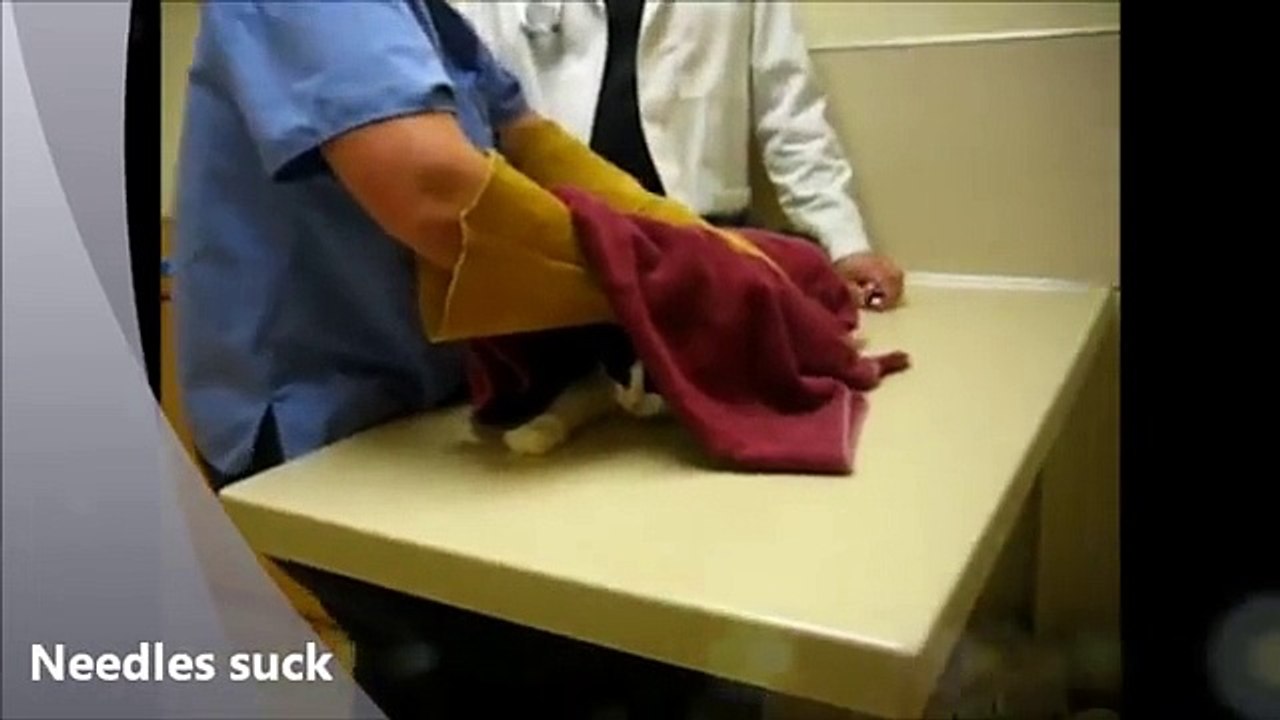 FUNNY CAT VIDEOS PART 8 Funny Cat Videos _ Funny Cats Videos-copypasteads.com