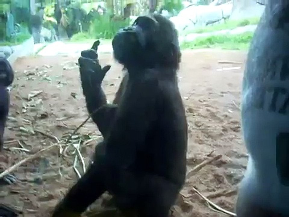 baby gorilla being pushed down by his mother