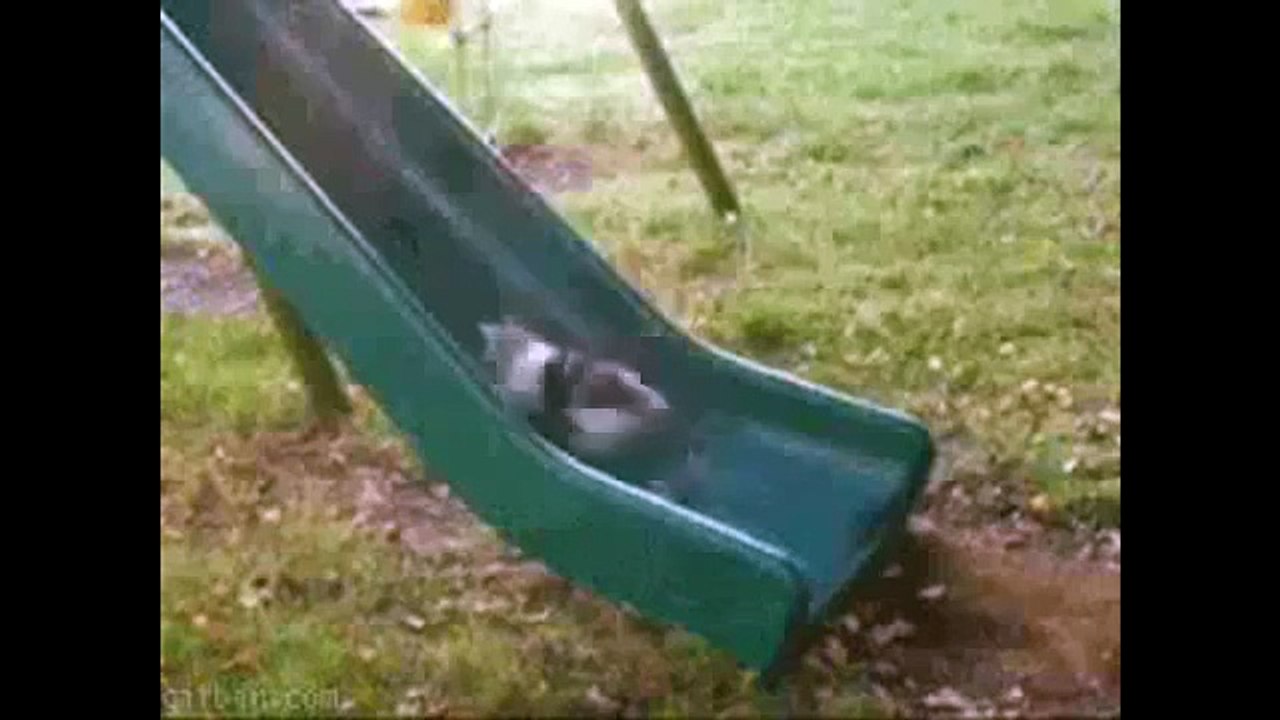 Funny Cat Videos Therapy 1_ Cats Fight Bananas, Cat Plays Ipod And Other Funny Cat Vines