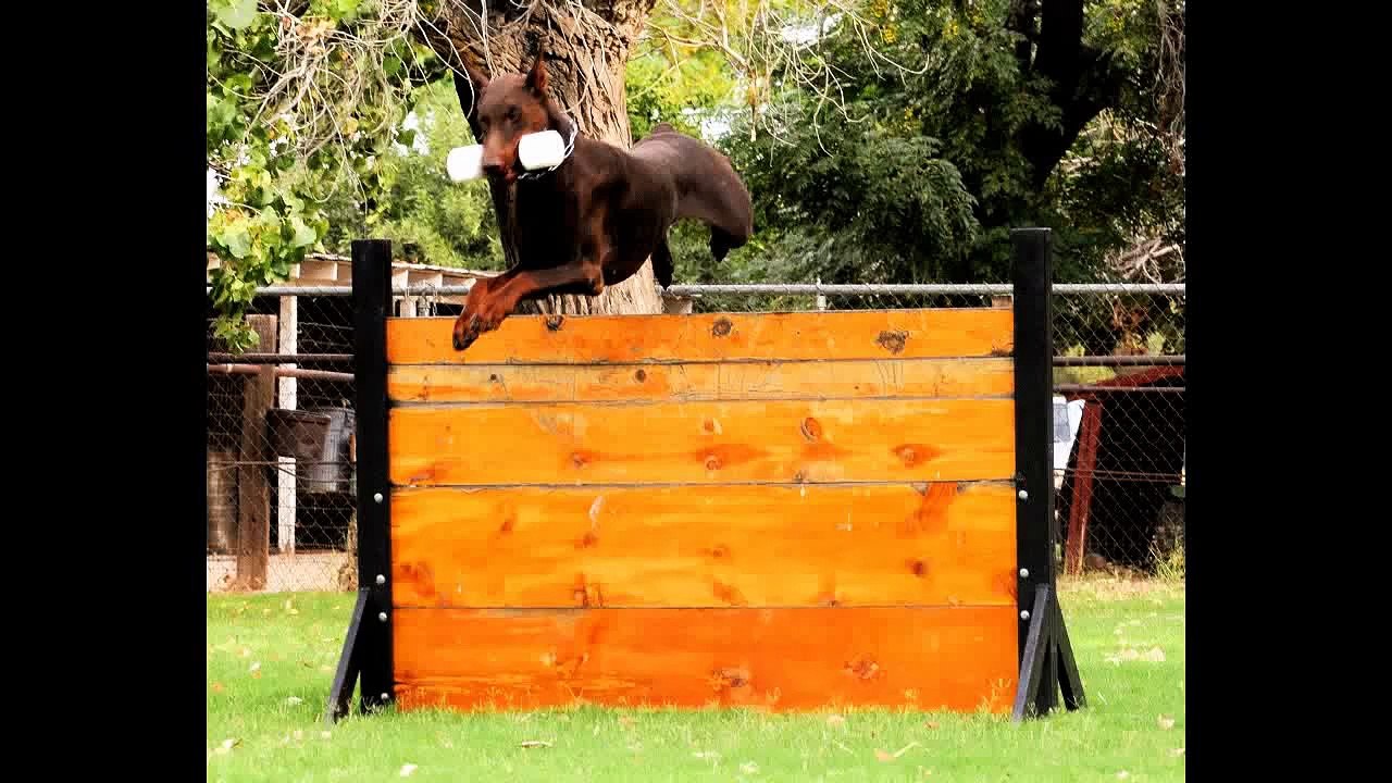 Uragan Best of Island Red doberman Stud Male