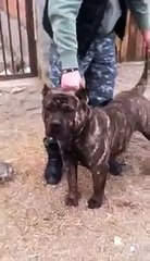 Dogo Canario 8 luni/8 months 40 KG