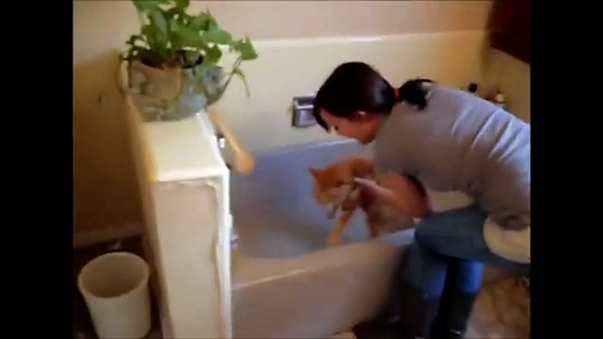 FUNNY CATS BATH COLLECTION Funny Cat Videos _ Funny Cats Videos-copypasteads.com