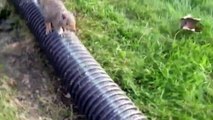When Crazy Animals Attack Squirrel With Rabies Tries To Attack Humans!