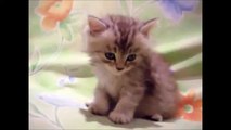 Funny Cats Videos_ Cat Compilation Funny Cat Videos - Funny Animals-copypasteads.com