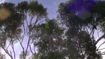 PIED CURRAWONGS SINGING THEIR AMAZING MELODIES