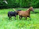 Black Arab Stallion Ibn Layalia arrives at Gold Leaf Arabian Stud,UK