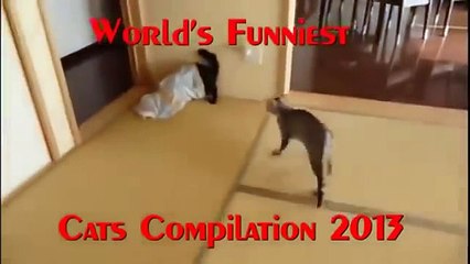 Funny videos - Funny cat videos, The funniest video of cat 2014 in HD-copypasteads.com