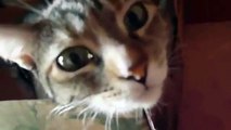 Funny Videos 2014 - Funny Cats Video - Funny Cat Videos Ever - Funny Animals Funny Fails-copypasteads.com