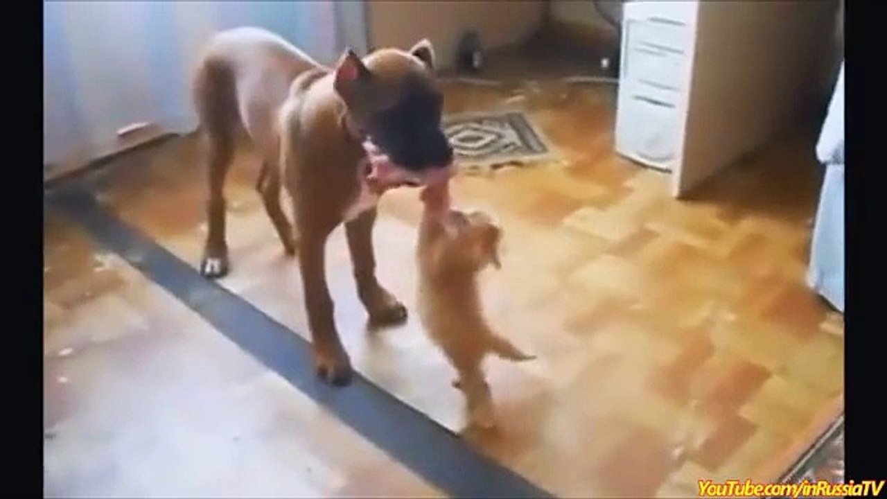 FUNNY VIDEOS_ Funny Cats - Funny Cat Videos - Funny Animals - Cats Funny Videos-copypasteads.com