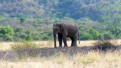 Coimbatore-Mangarai-Elephants