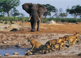 10 lions vs  1 elephant Serengeti National Park Tanzania