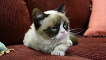 Grumpy Cat Hates Your Cat Videos! Videos _ Funny Animals Compilation _ Funny cat videos-copypasteads.com