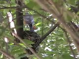 Robin Parents Feeding Young Hatchling Birds In Nest
