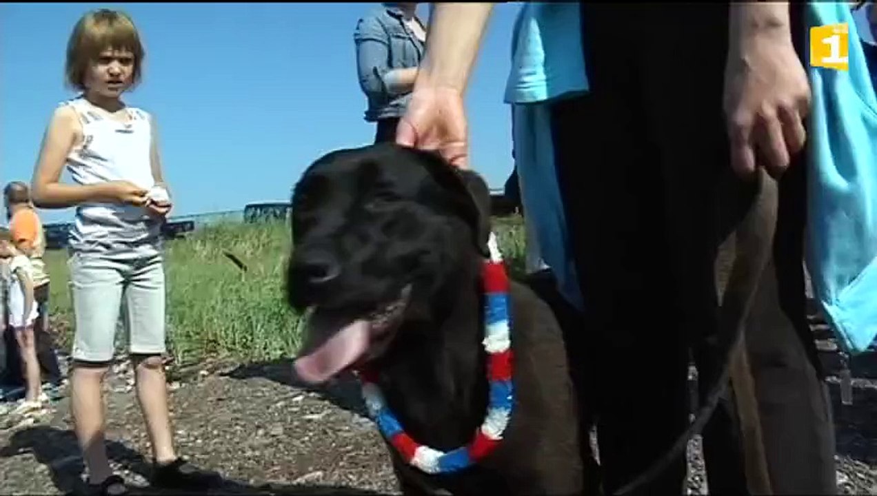 Courses chevaux et chiens