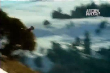 Golden Eagle the King of the Sky, hunts ducks and Goats.