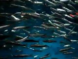 Anchovies Swimming Slow Motion