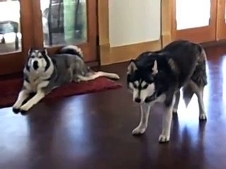 Two Siberian Huskies talking....
