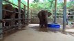 Funny Baby Elephant Bathing - HD - 1080p