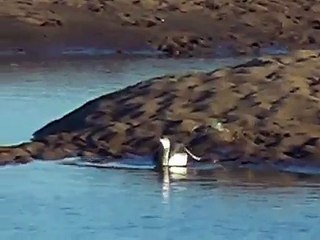Red throated diver (first winter) in Norfolk