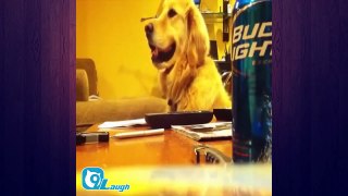 Funny Videos 7s   Funny dogs   The mischievous puppy   Funny Videos 7s