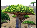 Socotra Island: The Most Beautiful-Mysterious (or Alien-Looking) Place on Earth