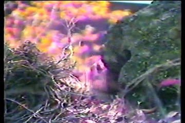 Muppets, The Dark Crystal, & Brian Froud RARE video