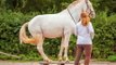 Wie man einem Pferd beibringt Gewicht auf die Hinterhand zu nehmen