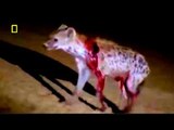 Lions Documentary - Hungry Lion Eats and Destroys Hyena - National Geographic Full
