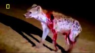 Lions Documentary - Hungry Lion Eats and Destroys Hyena - National Geographic Full