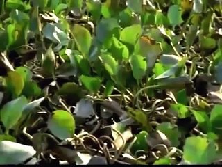 Las Anacondas mas Grandes del Mundo - Documentales National Geographic 2015