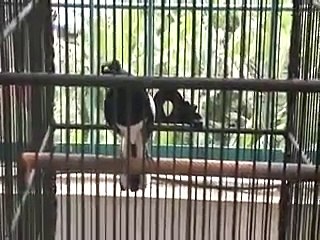 kacer sumatera raja pinggiran-ngekek