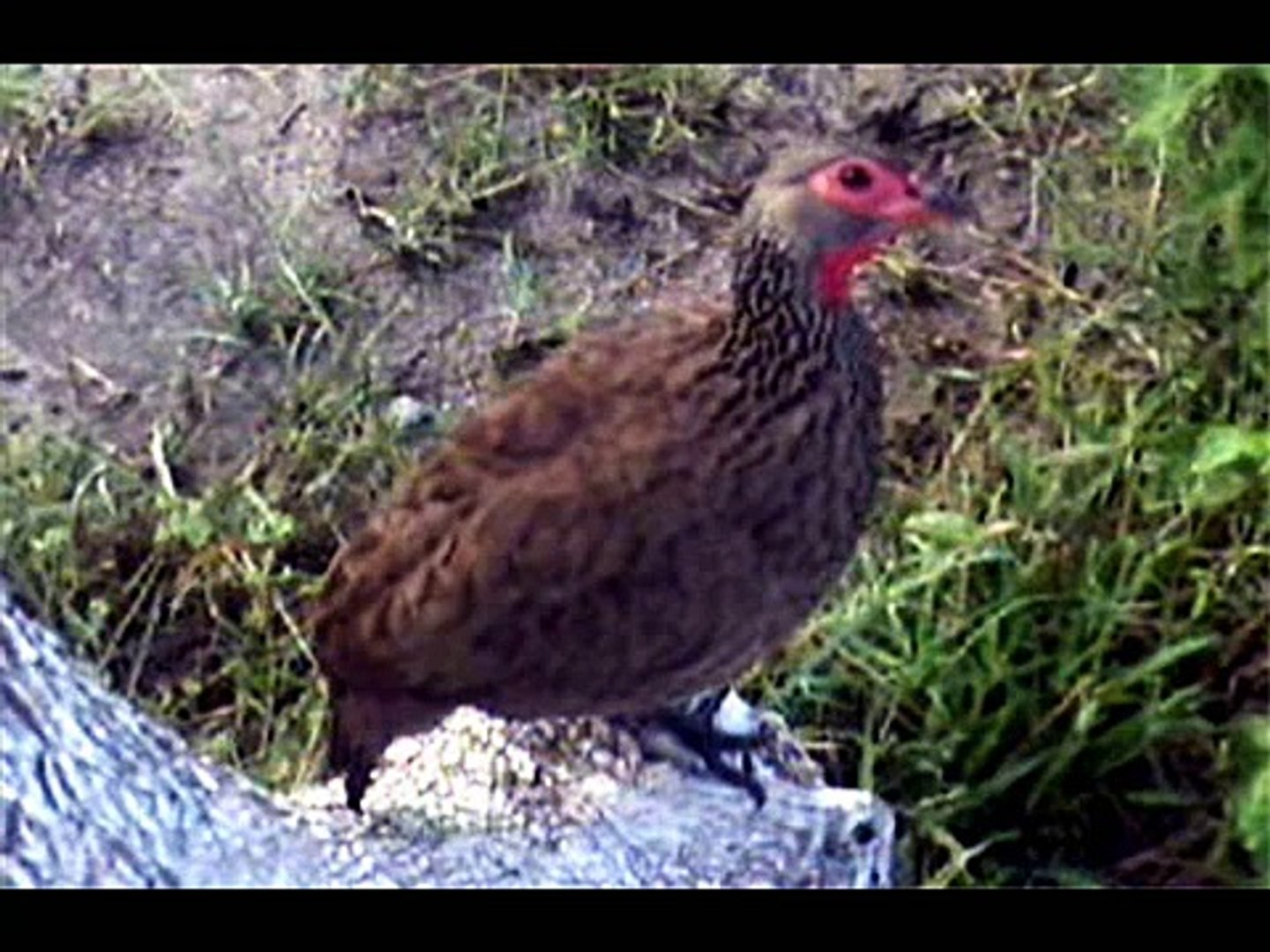 Birds of South Africa