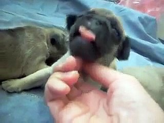Pug babies 20 days old