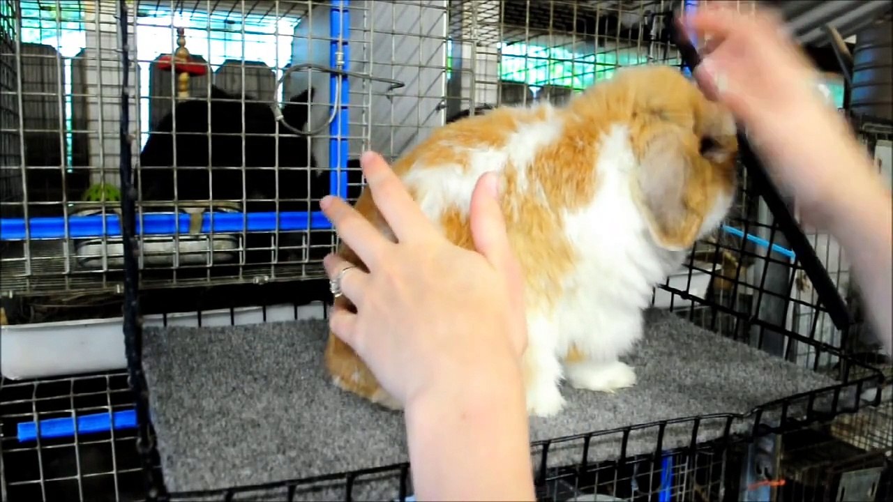 Posing Holland Lops