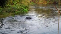 Jon enjoys play time in the river after first training session