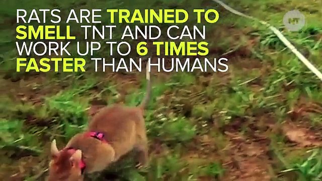 Cambodia Is Using Rats To Sniff Out Landmines