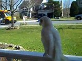 Oobi Bare Eyed Cockatoo says HI to the kiddies