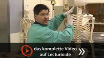 Anatomie im Präpariersaal - Der Rumpf | Dr. med. Steffen-Boris Wirth bei Lecturio