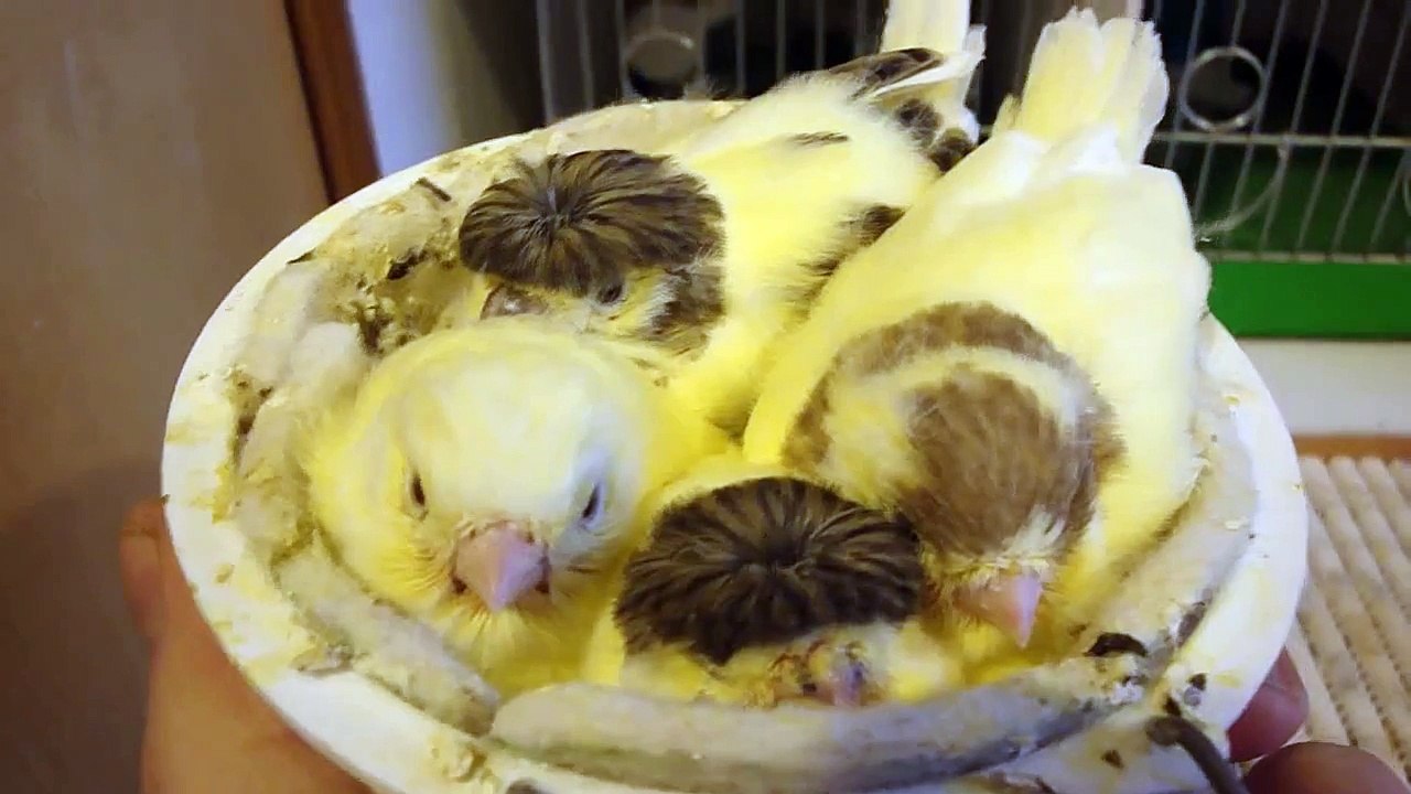 canary gloster baby 1