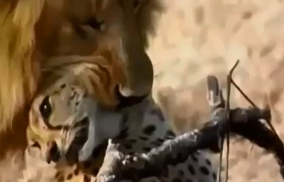 Lion vs Cheetah Real Fight to Death - Animal Documentary 2015