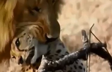 Lion vs Cheetah Real Fight to Death - Animal Documentary 2015