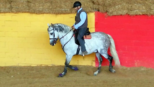 gorrion juin 2015 galop main gauche jf